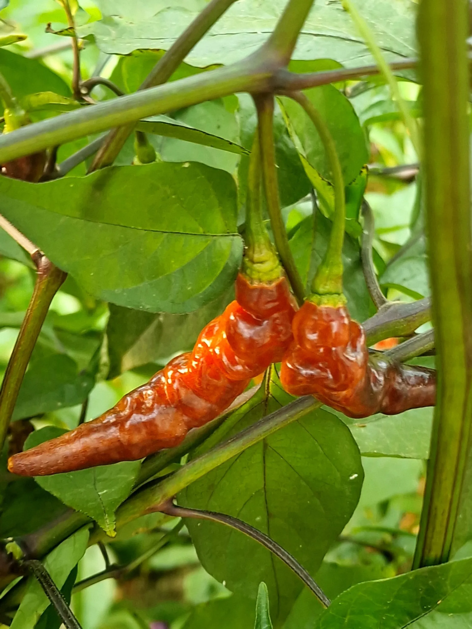 Purple Murupi Chilli Seeds - Image 5