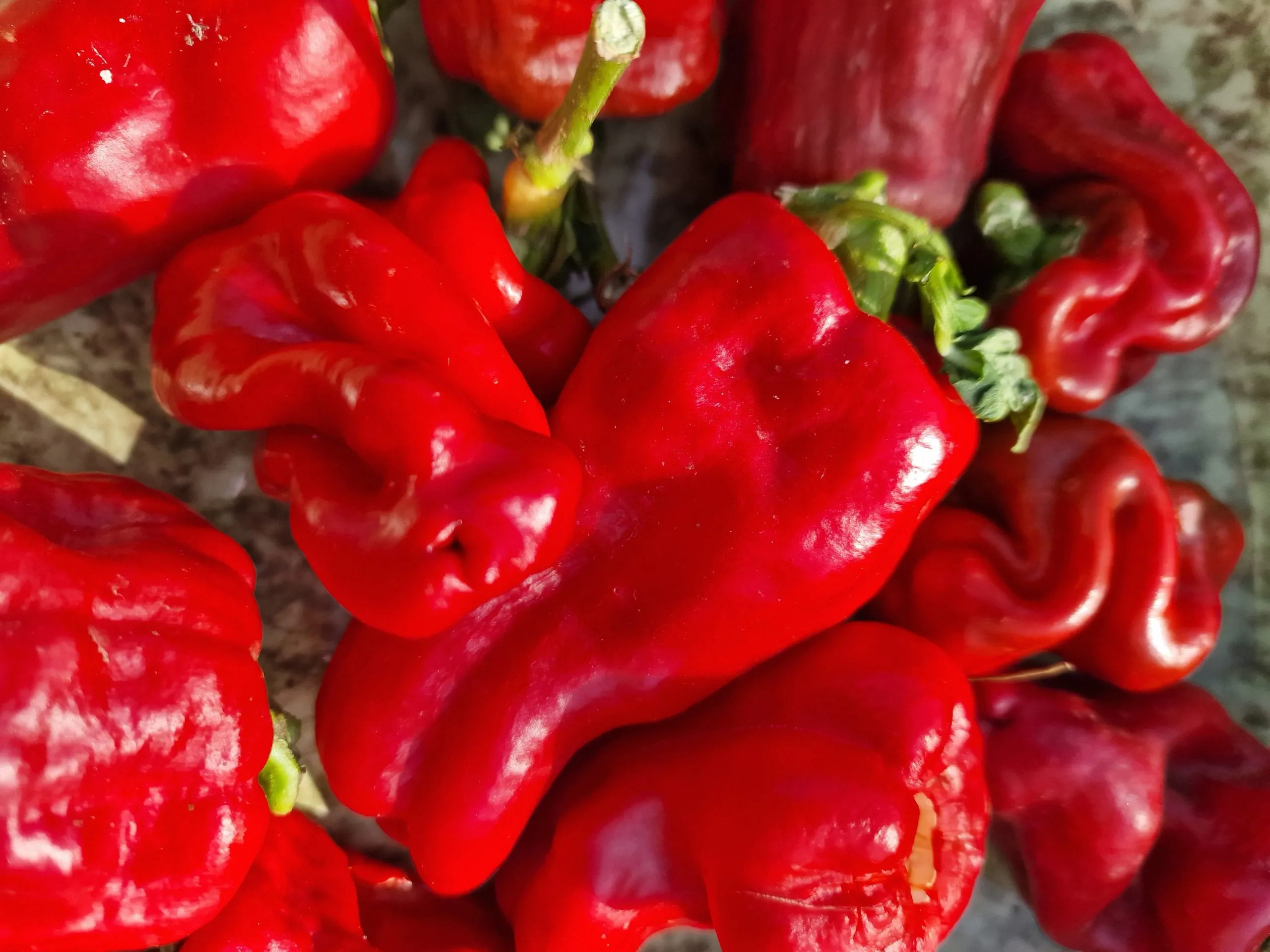 Urfa Biber Chilli Seeds