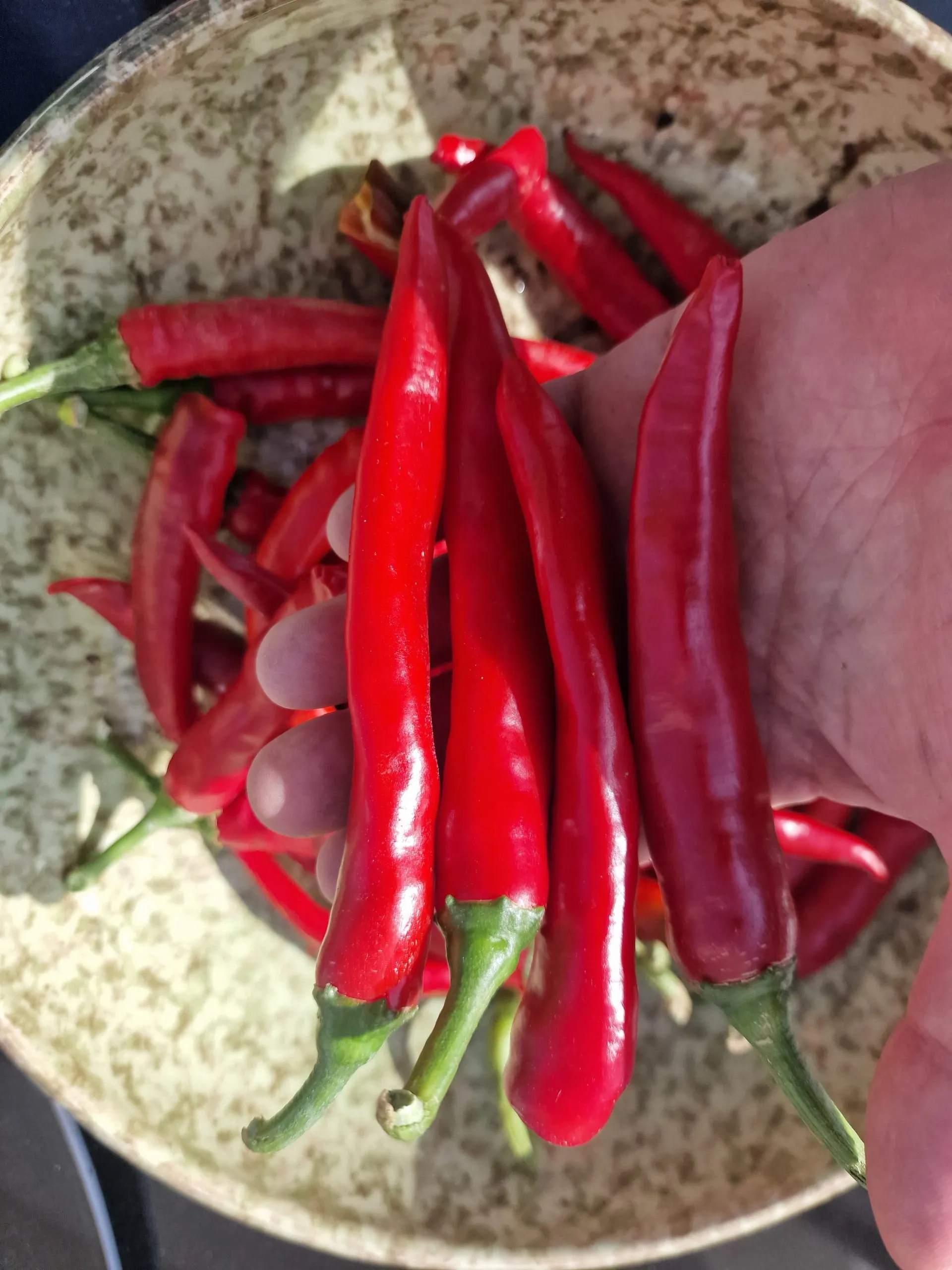 Red Cayenne Chilli Seeds - Image 3
