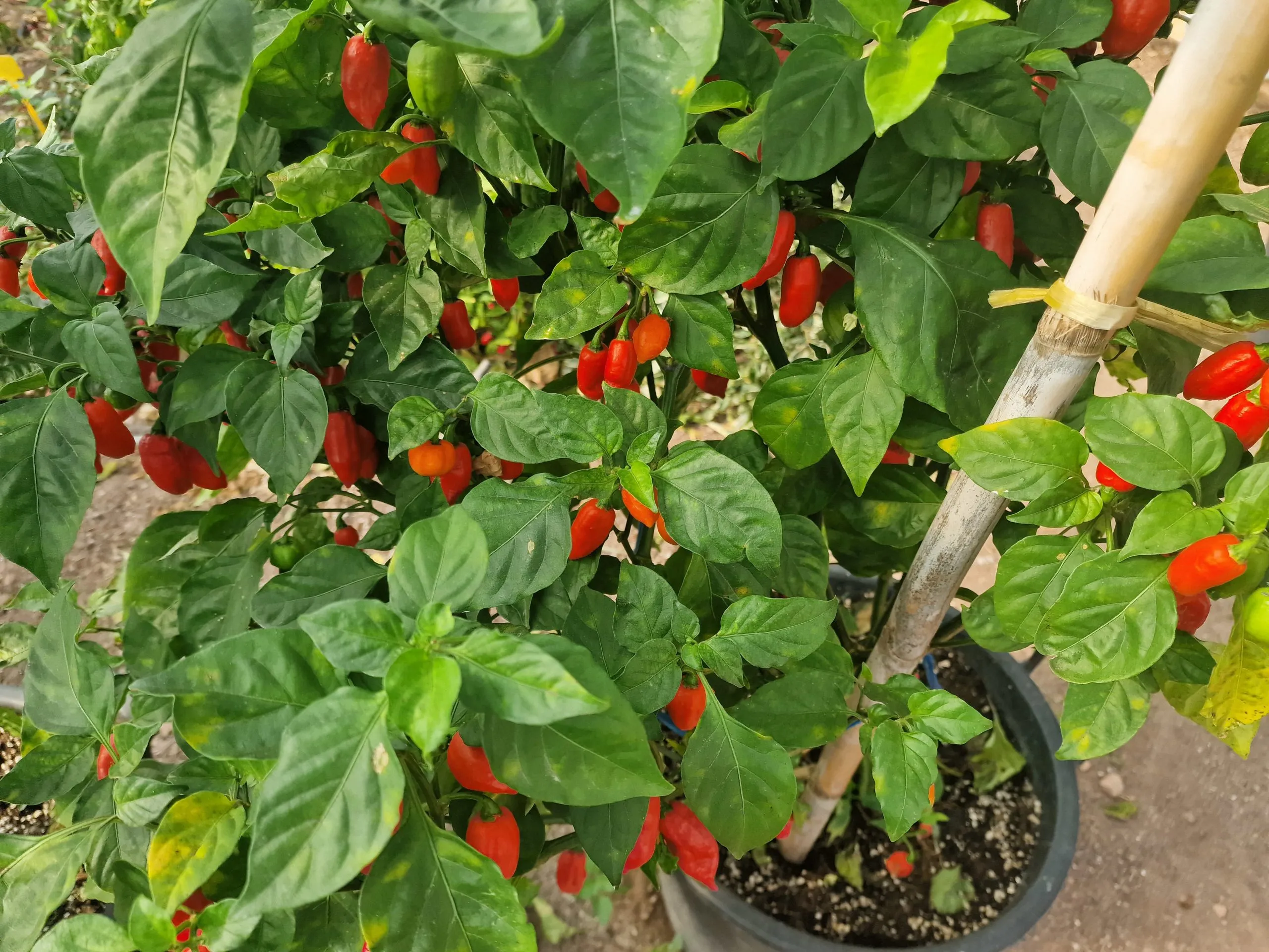 Dorset Zinger Chilli Seeds - Image 2