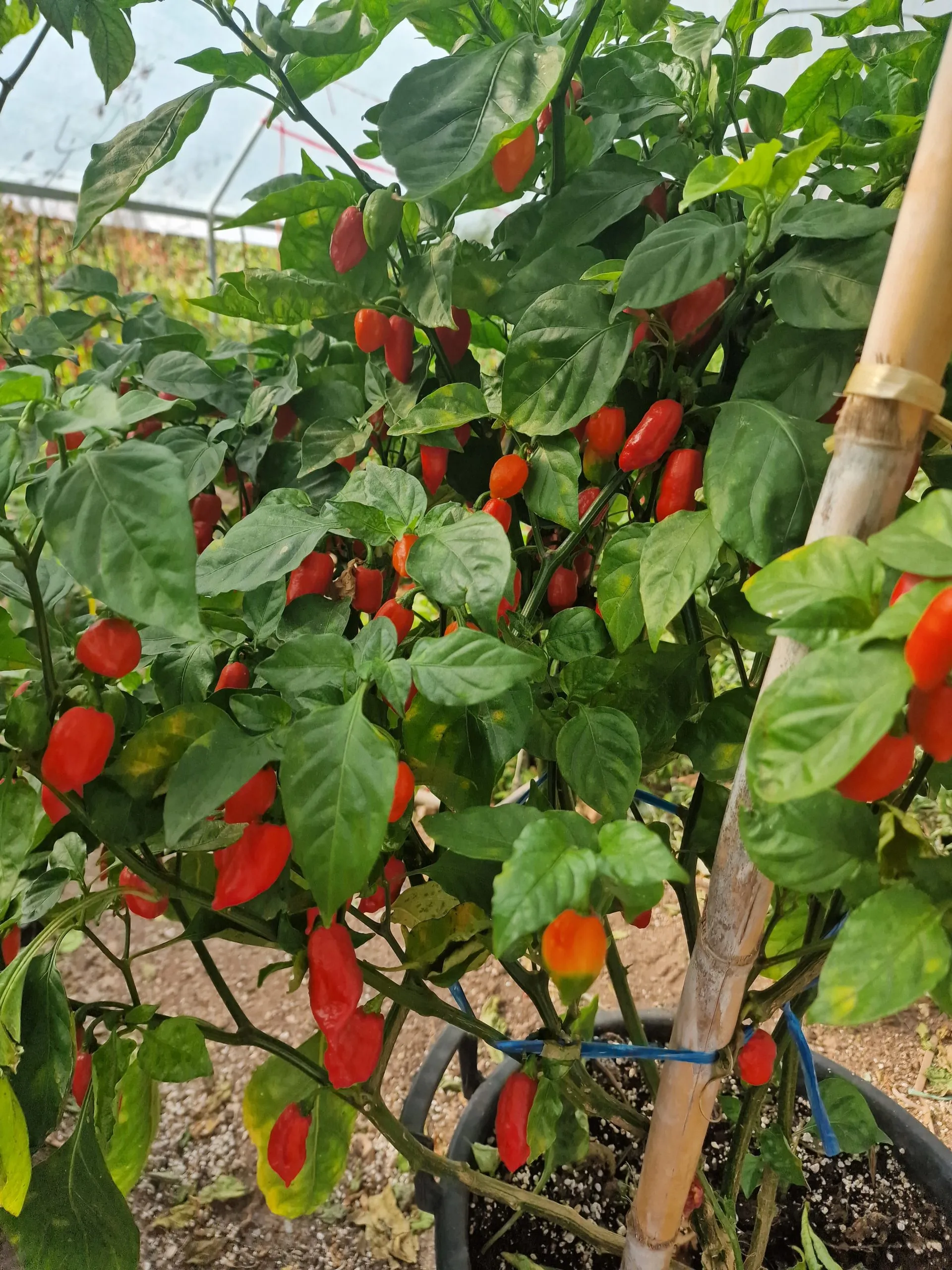 Dorset Zinger Chilli Seeds - Image 3