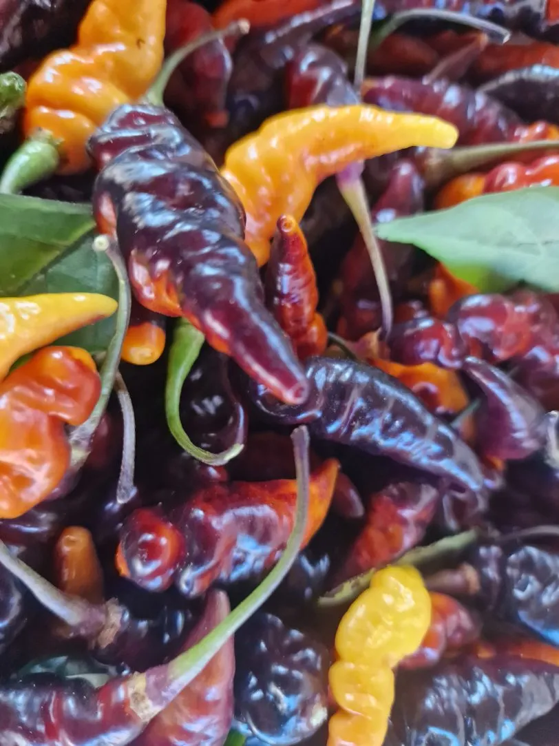 Purple Murupi Chilli Seeds - Image 2