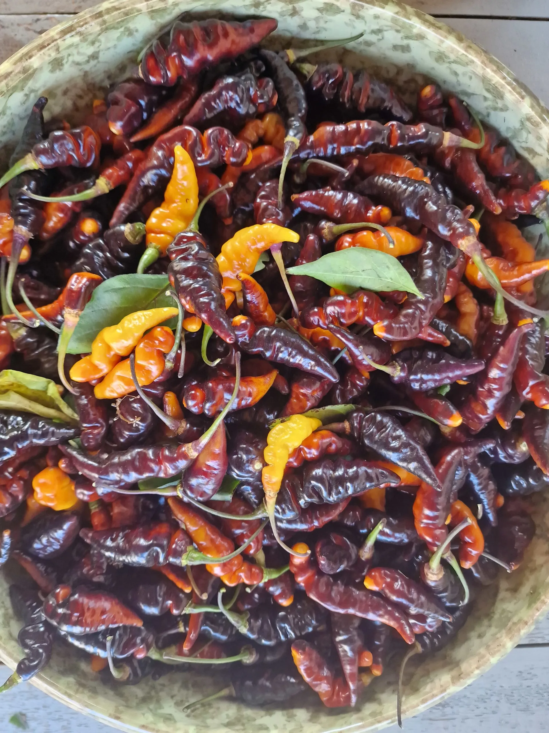Purple Murupi Chilli Seeds - Image 3