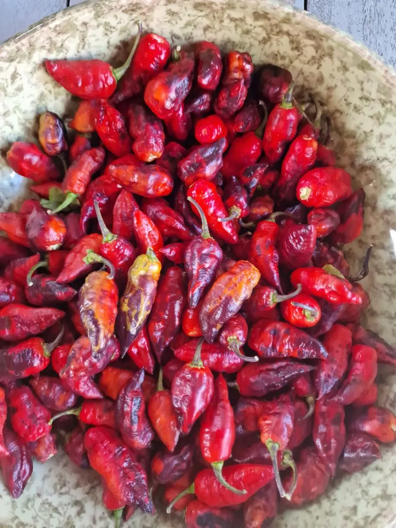 Neyde Orange Chilli Seeds - Image 7