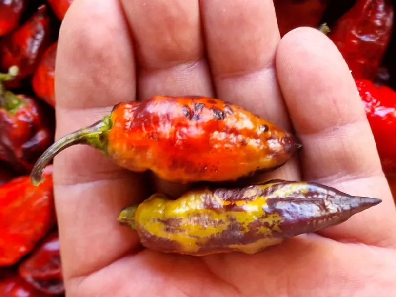 Neyde Orange Chilli Seeds - Image 6