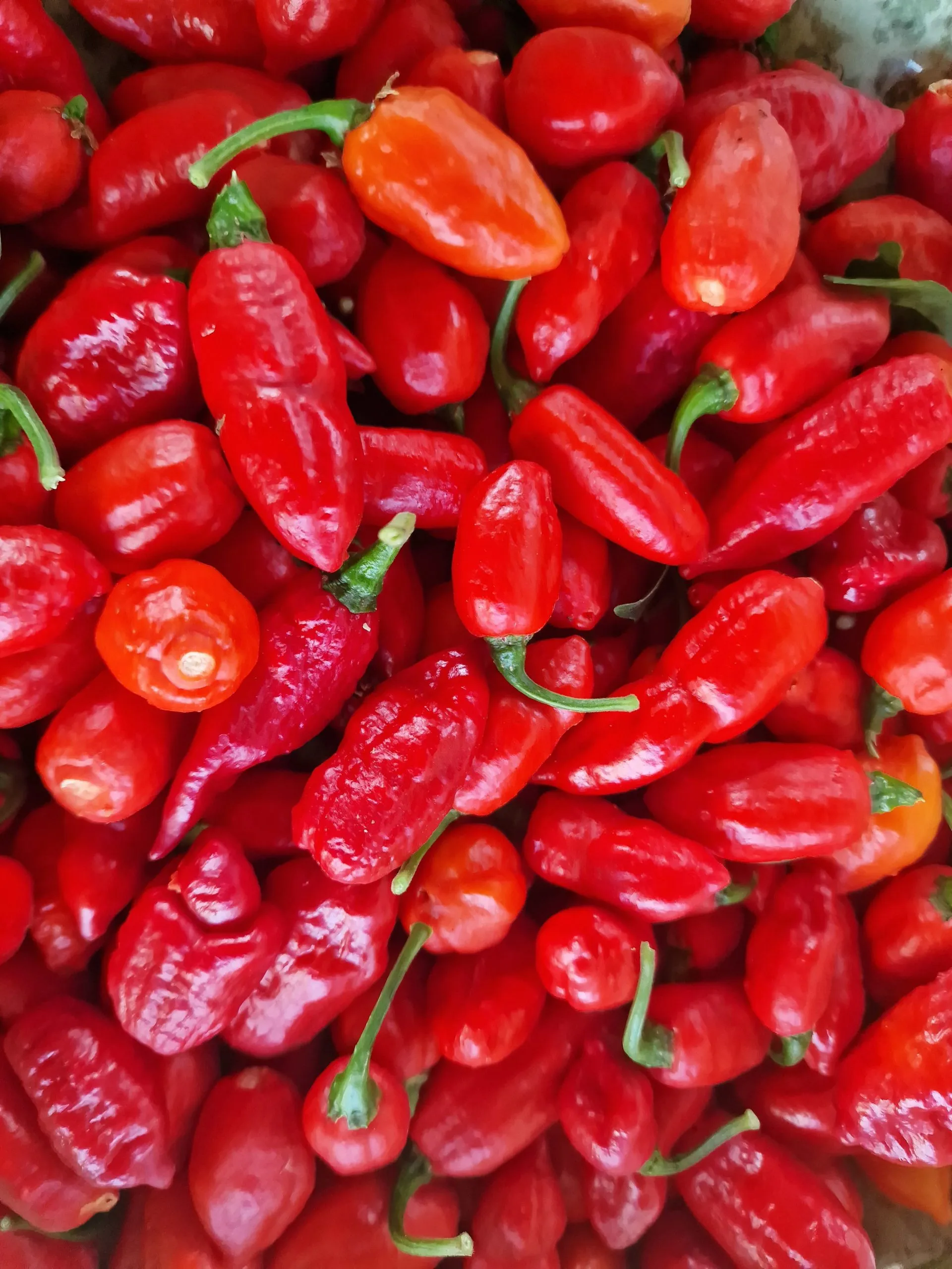 Dorset Zinger Chilli Seeds - Image 4