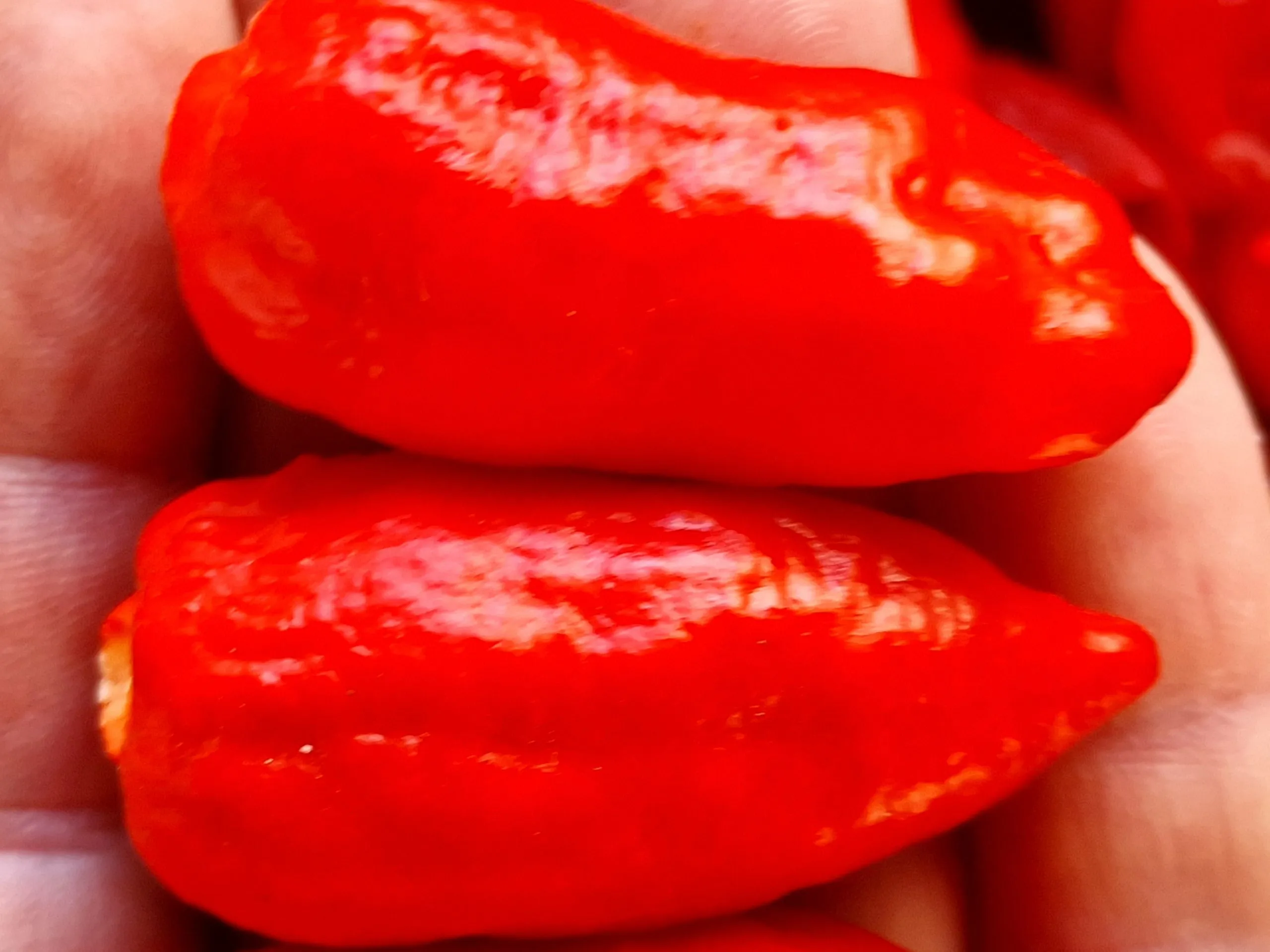 Dorset Zinger Chilli Seeds - Image 6