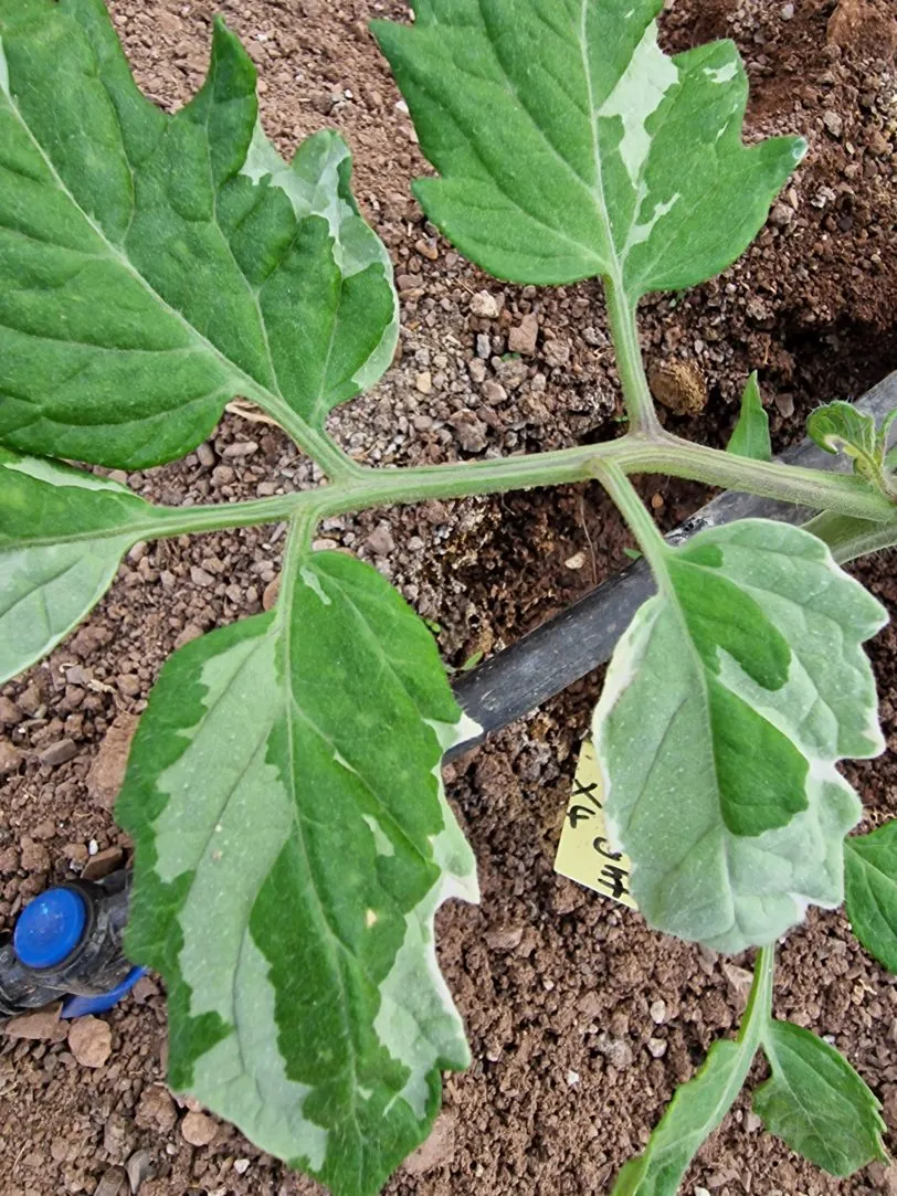 Shimofuri Variegated Tomato Seeds - Image 2