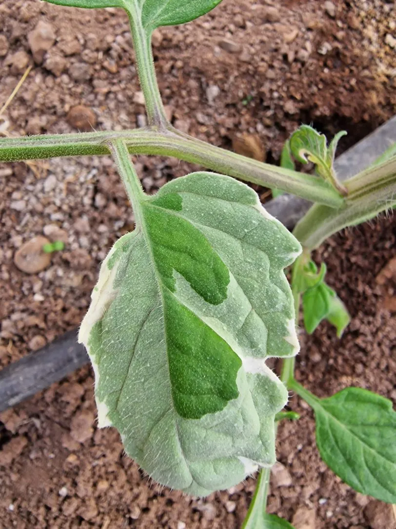 Shimofuri Variegated Tomato Seeds - Image 7