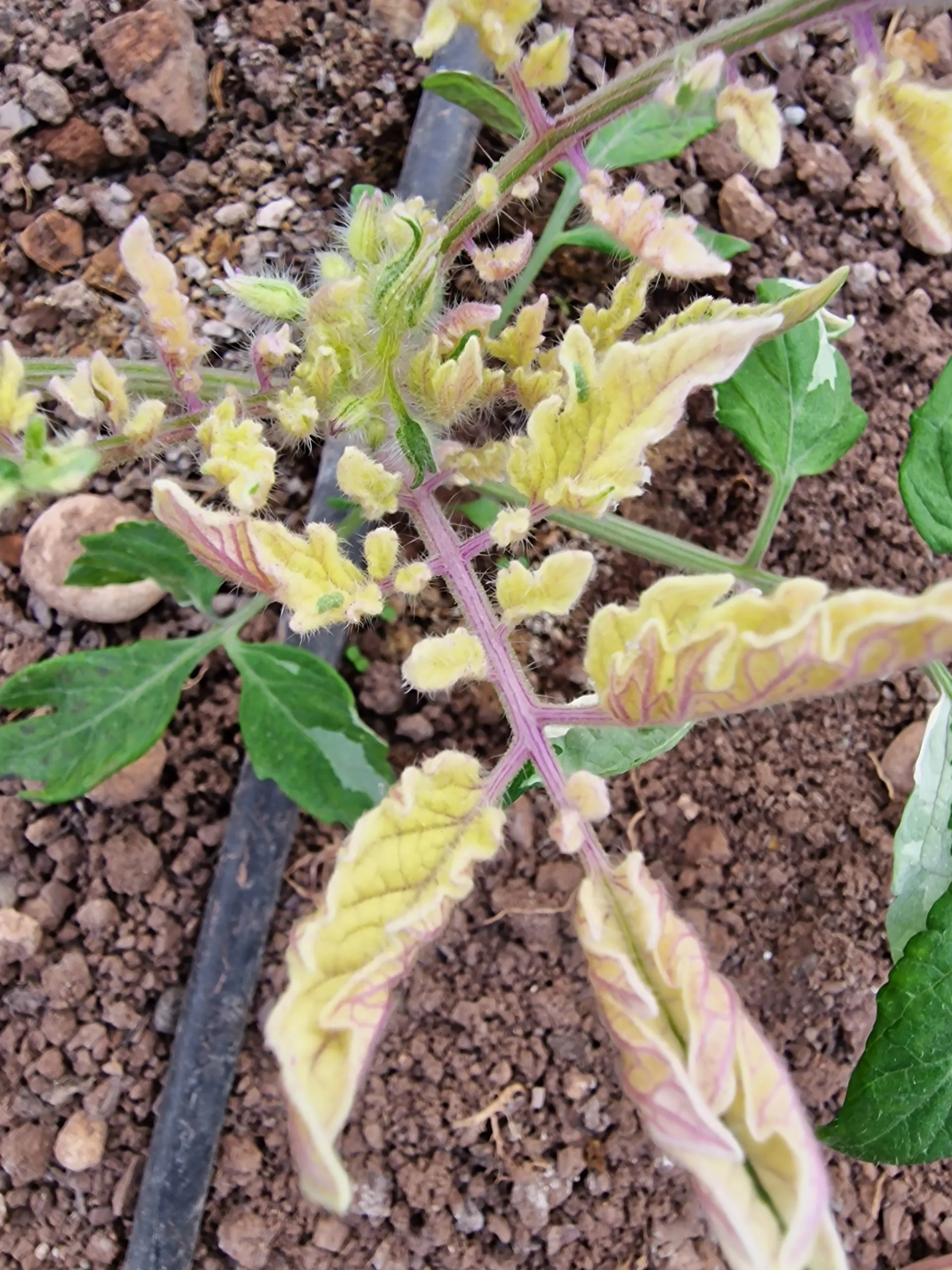 Shimofuri Variegated Tomato Seeds - Image 6