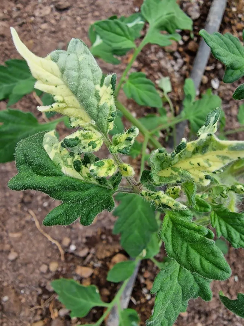 Shimofuri Variegated Tomato Seeds - Image 5