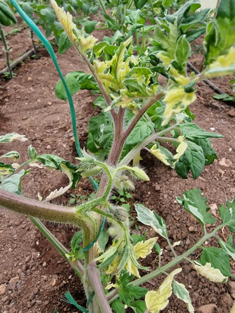 Shimofuri Variegated Tomato Seeds - Image 4