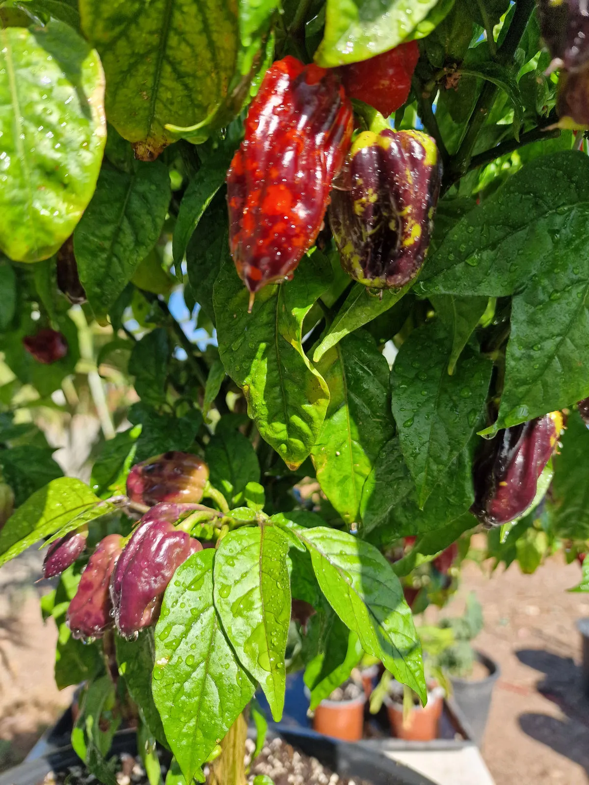 Purple Bhut Jolokia Chilli Seeds - Image 6