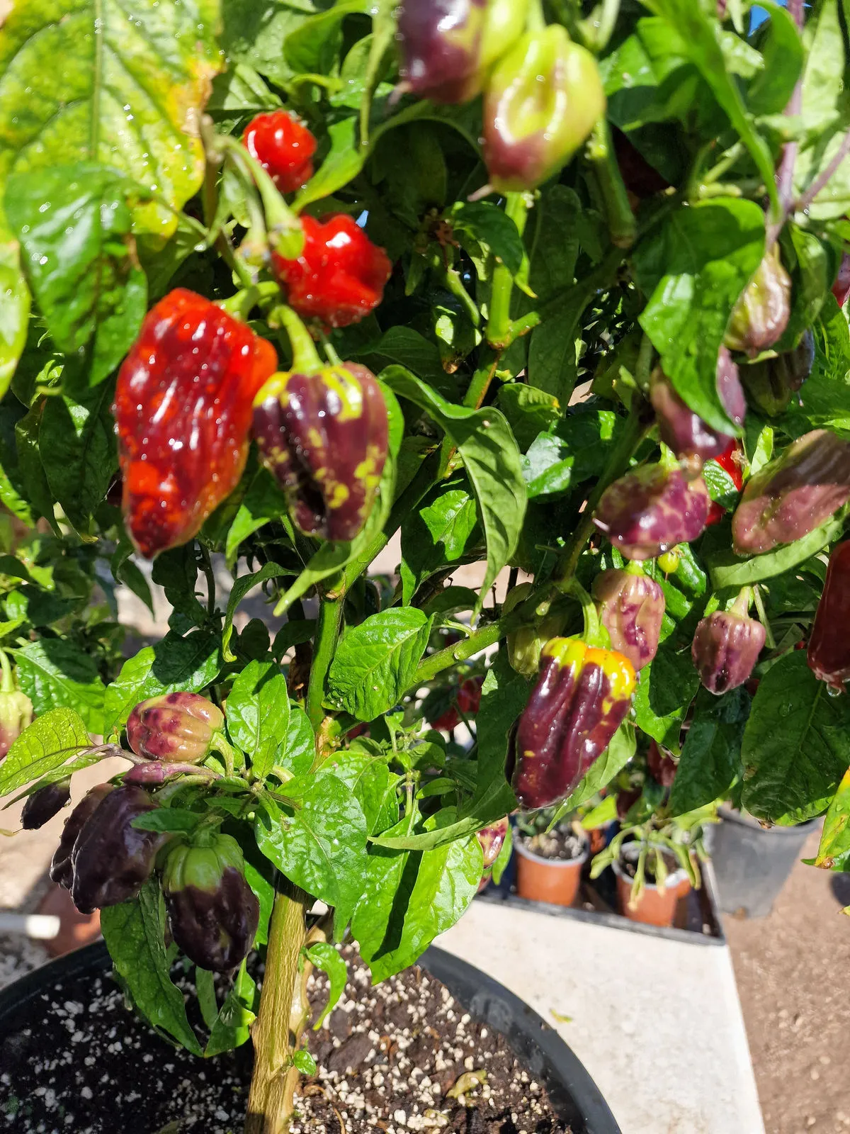 Purple Bhut Jolokia Chilli Seeds - Image 9