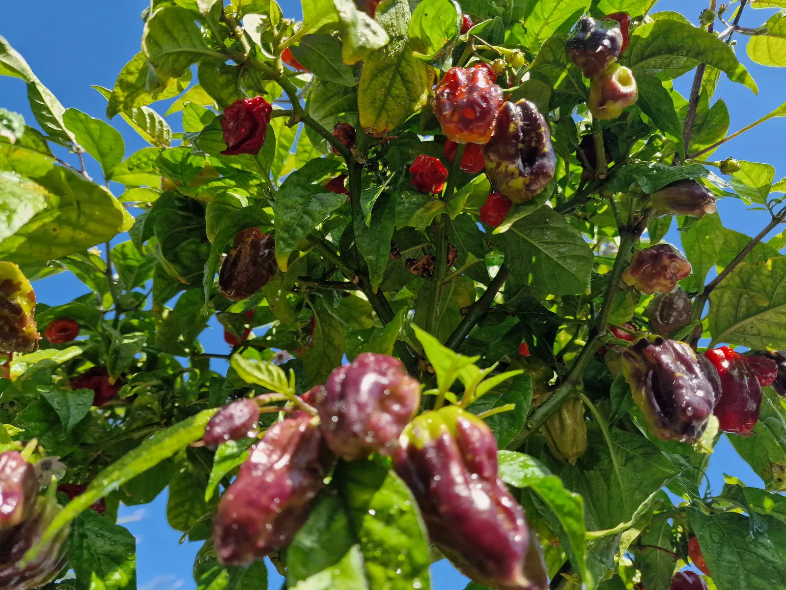 Purple Bhut Jolokia Chilli Seeds - Image 8