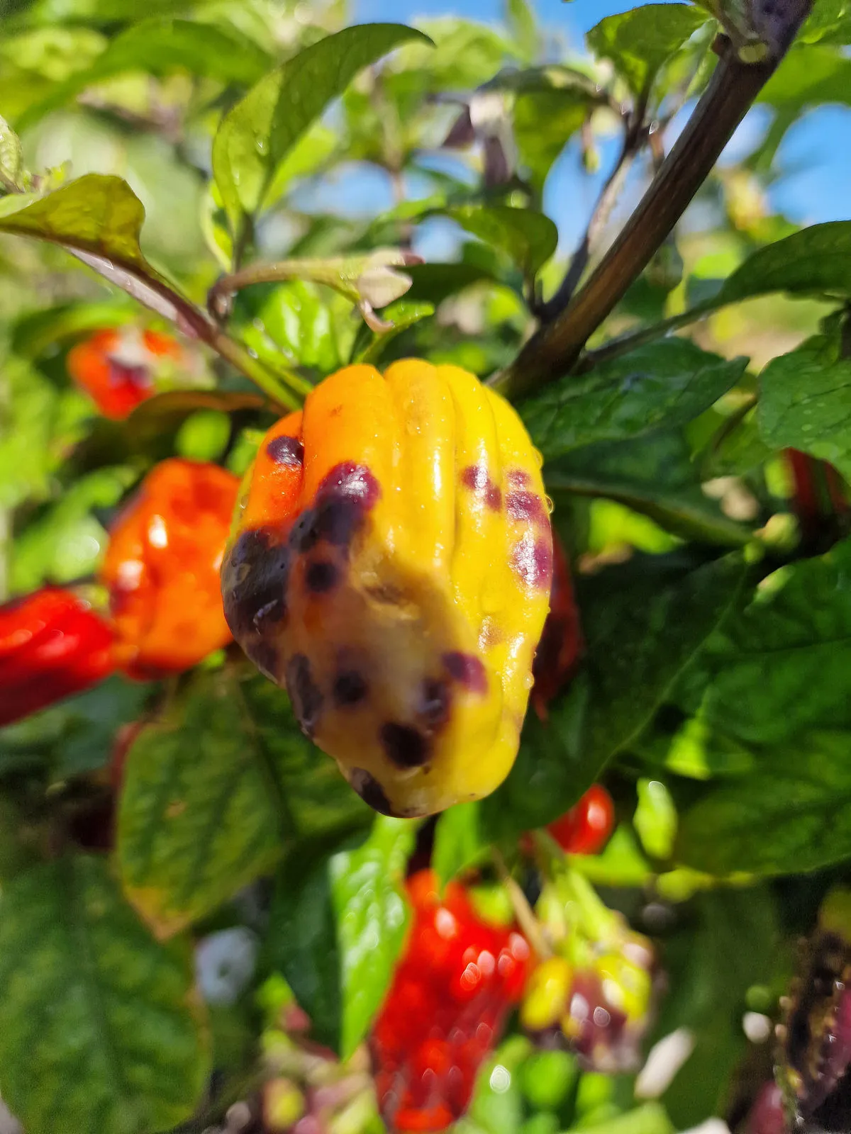 Purple Bhut Jolokia Chilli Seeds - Image 5