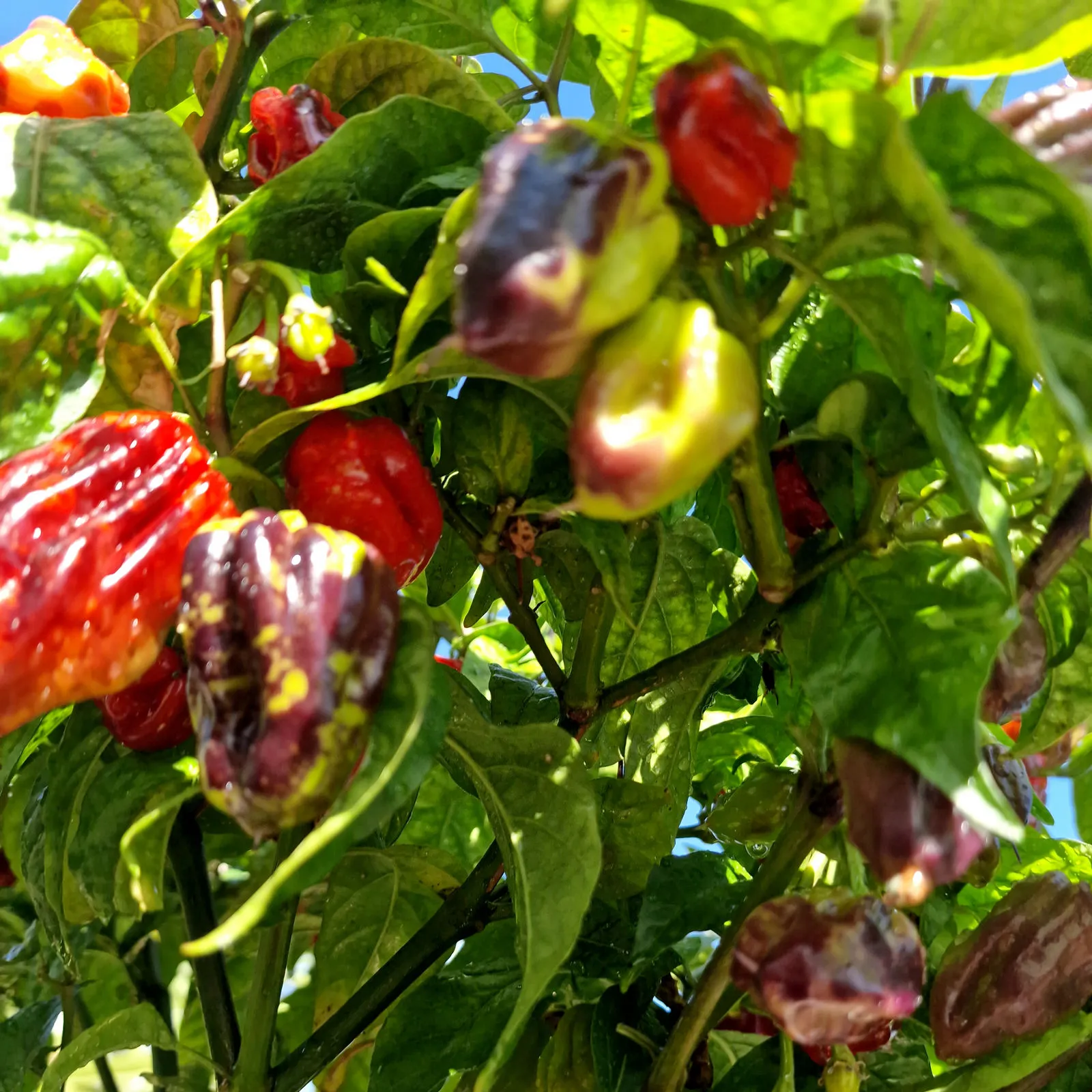 Purple Bhut Jolokia Chilli Seeds - Image 3