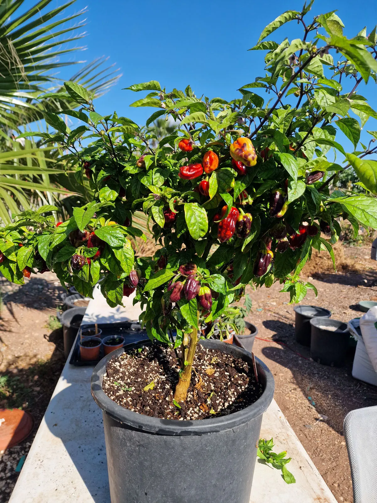 Purple Bhut Jolokia Chilli Seeds - Image 4