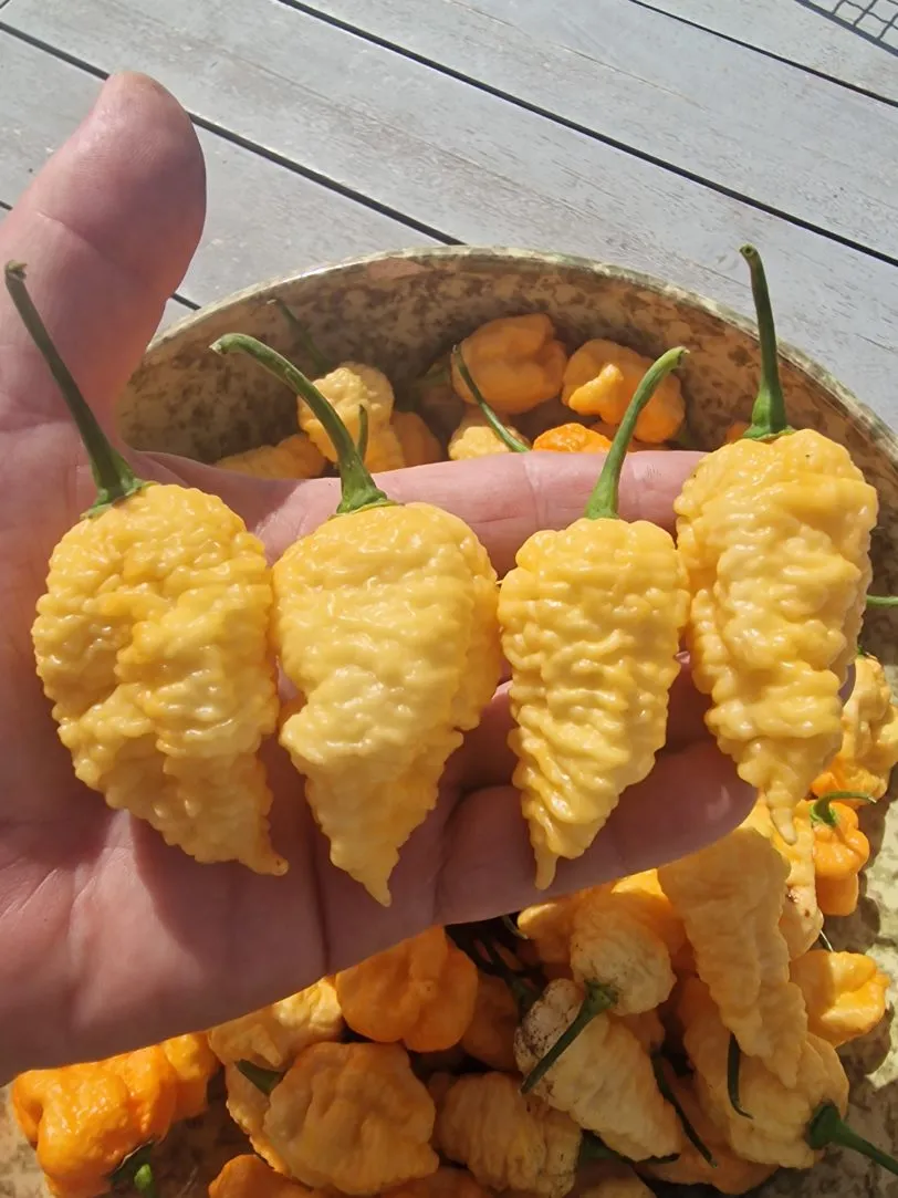 Brain Collapse Peach Chilli Seeds