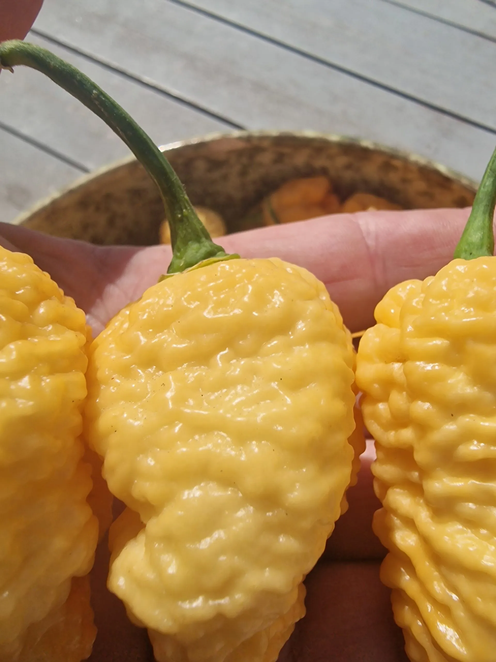 Brain Collapse Peach Chilli Seeds - Image 2