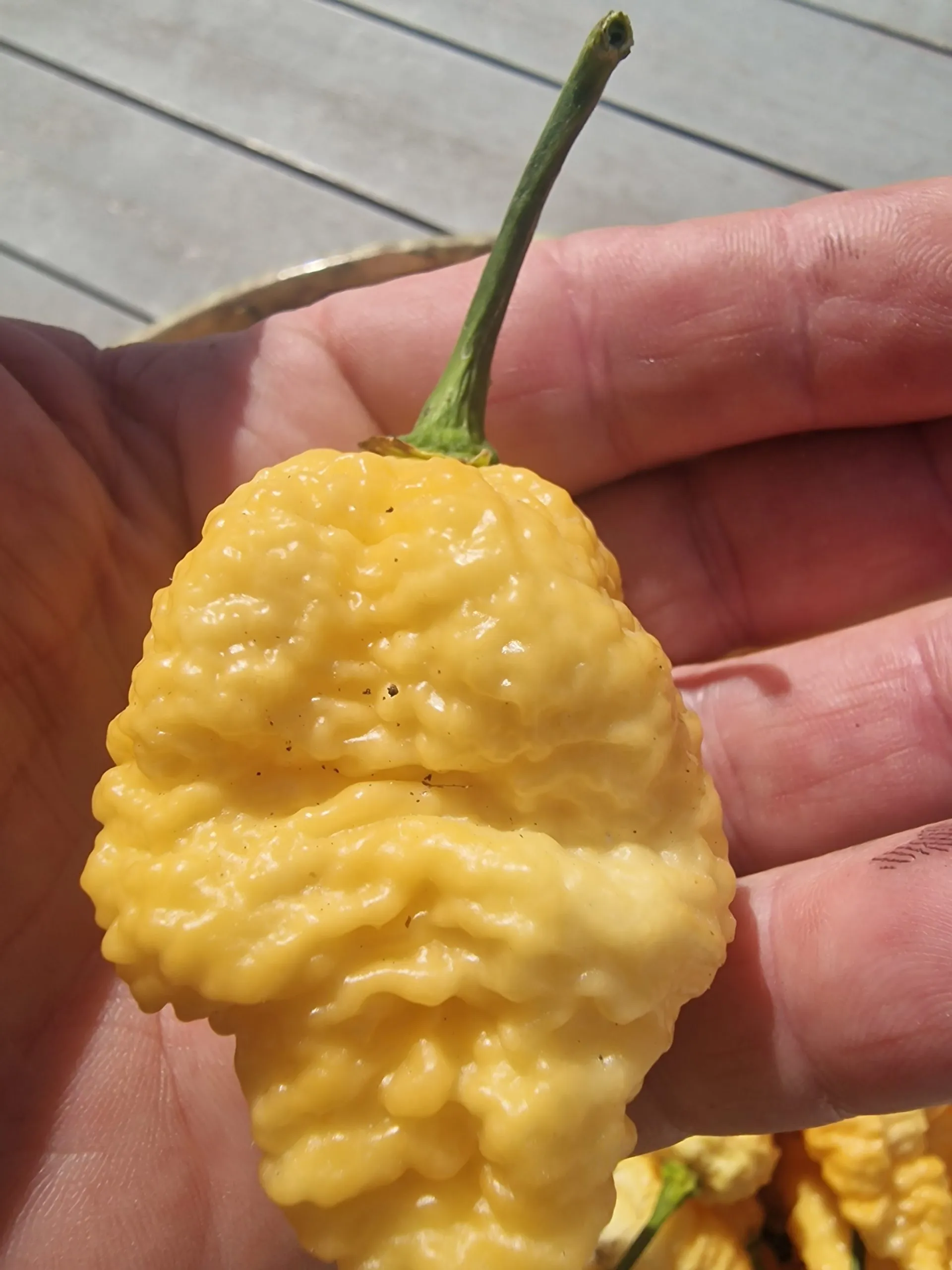 Brain Collapse Peach Chilli Seeds - Image 4