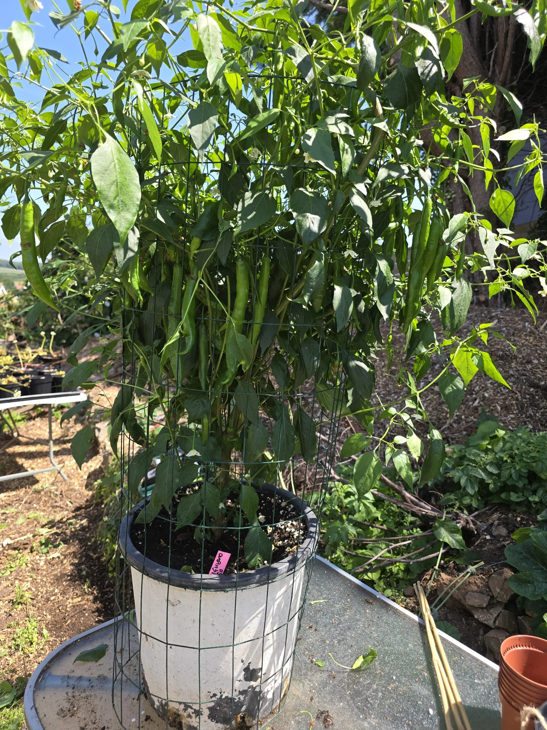 Aji Guyana Chilli Seeds - Image 8