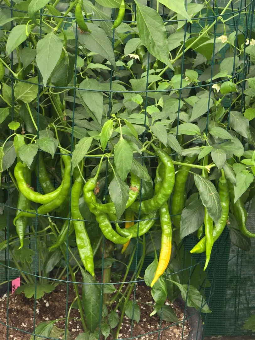 Aji Guyana Chilli Seeds - Image 9