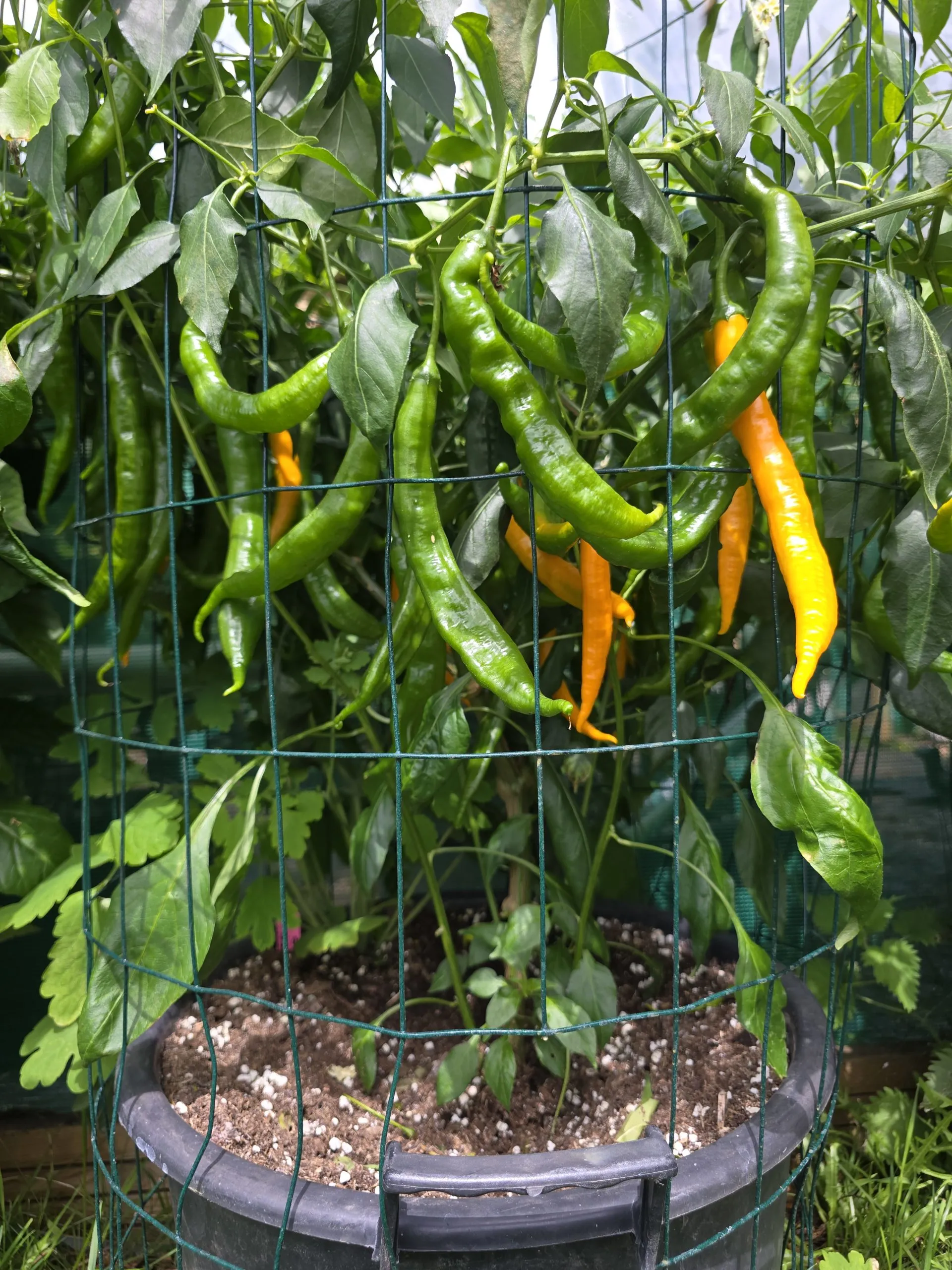 Aji Guyana Chilli Seeds - Image 10