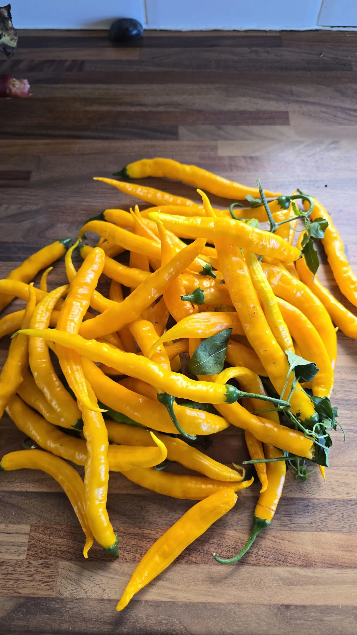 Aji Guyana Chilli Seeds - Image 6