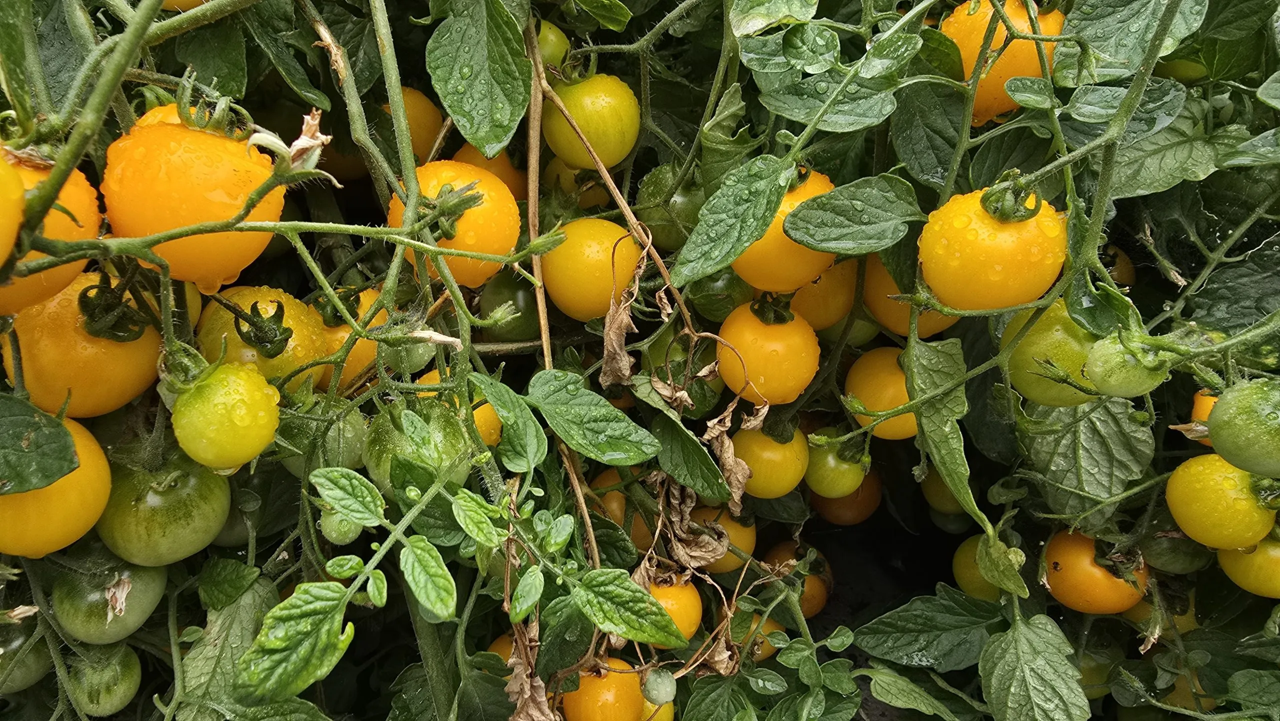 Tumbling Tom Orange Tomato Seeds - Image 2