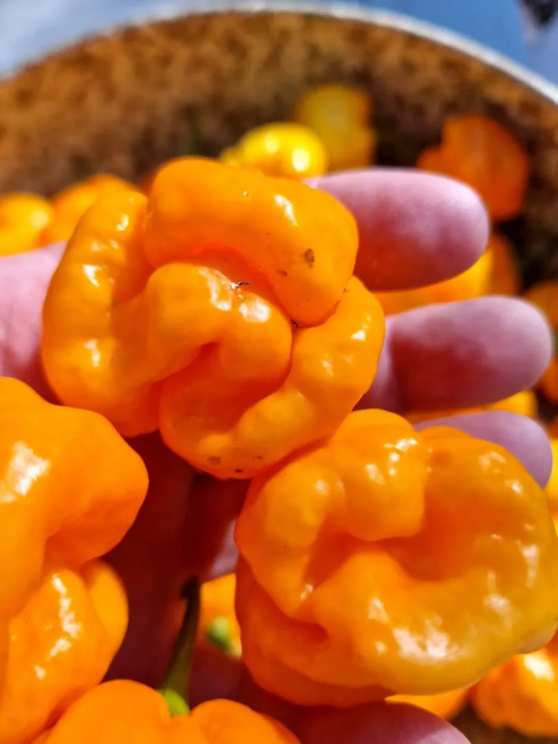 Aji Margariteno Chilli Seeds - Image 8
