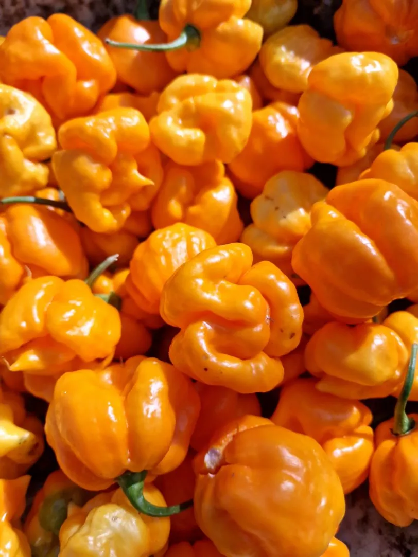 Aji Margariteno Chilli Seeds - Image 6