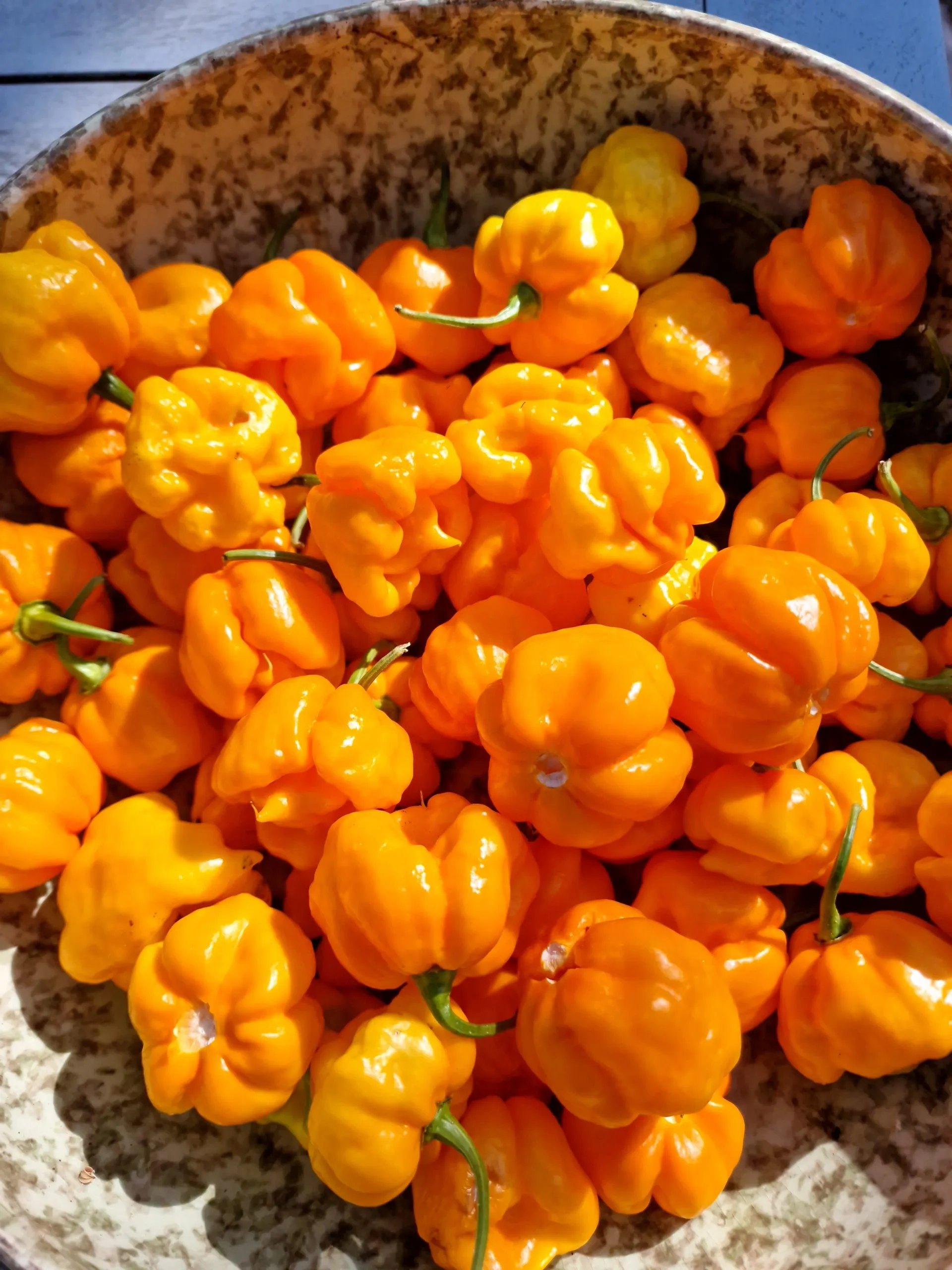 Aji Margariteno Chilli Seeds - Image 5