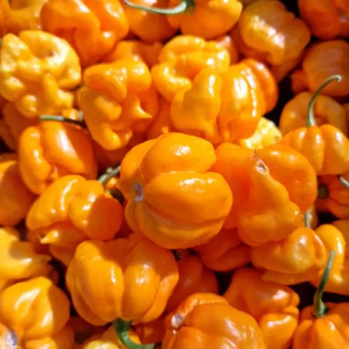 Aji Margariteno Chilli Seeds