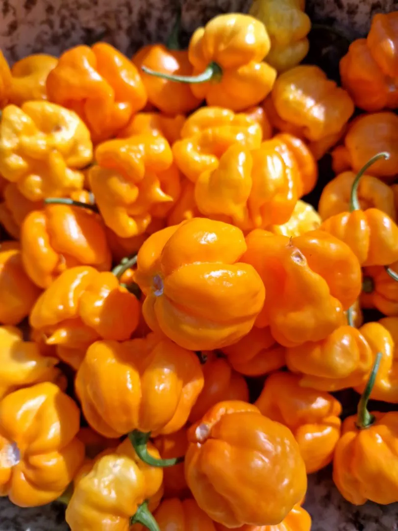 Aji Margariteno Chilli Seeds