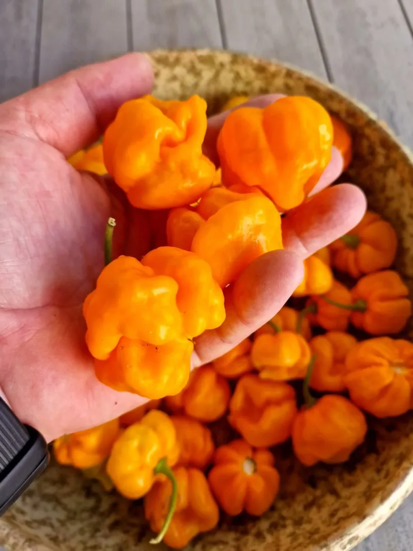 Aji Margariteno Chilli Seeds - Image 4