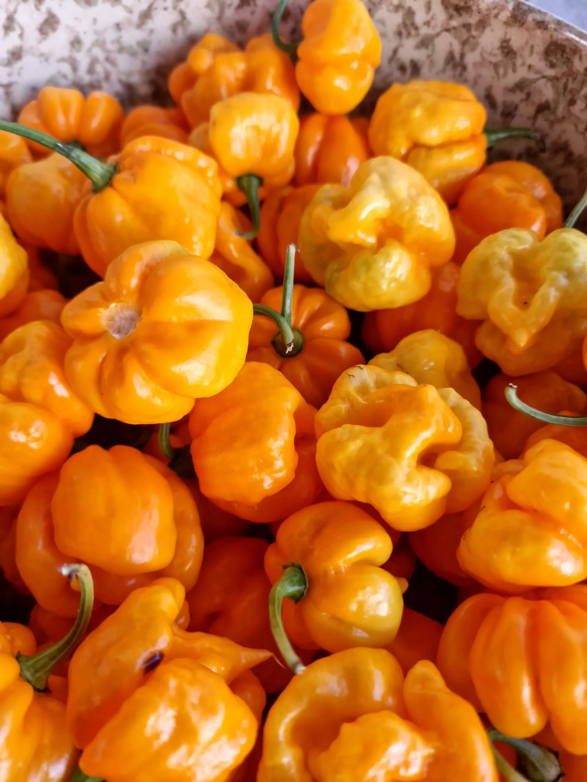 Aji Margariteno Chilli Seeds - Image 3