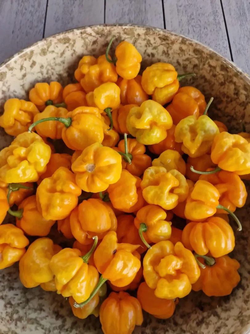 Aji Margariteno Chilli Seeds - Image 2