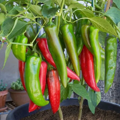 Anaheim Chilli Seeds