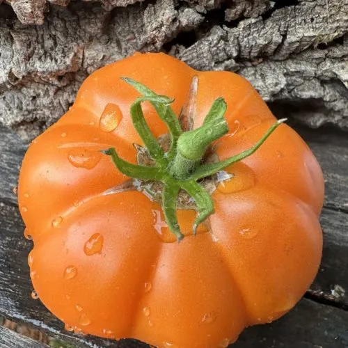 Axle Lake Swamp Miracle Tomato Seeds