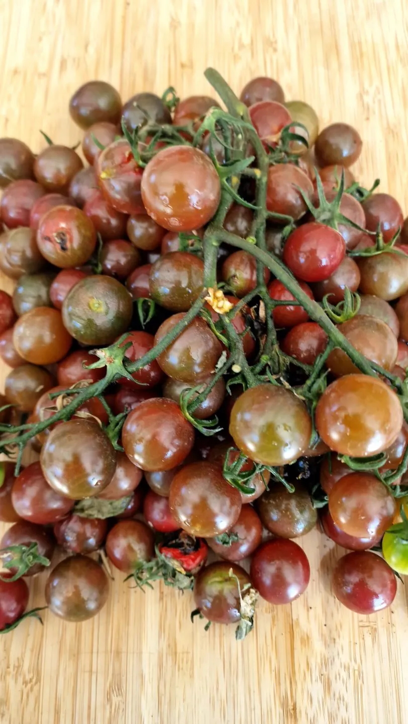 Black Opal Tomato Seeds