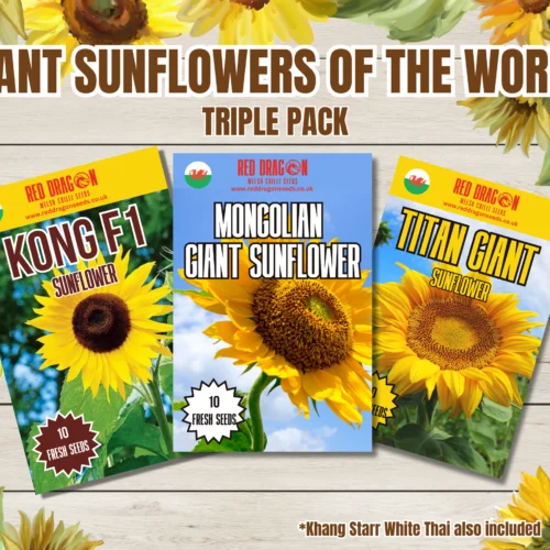Giant Sunflowers of the World - Triple pack