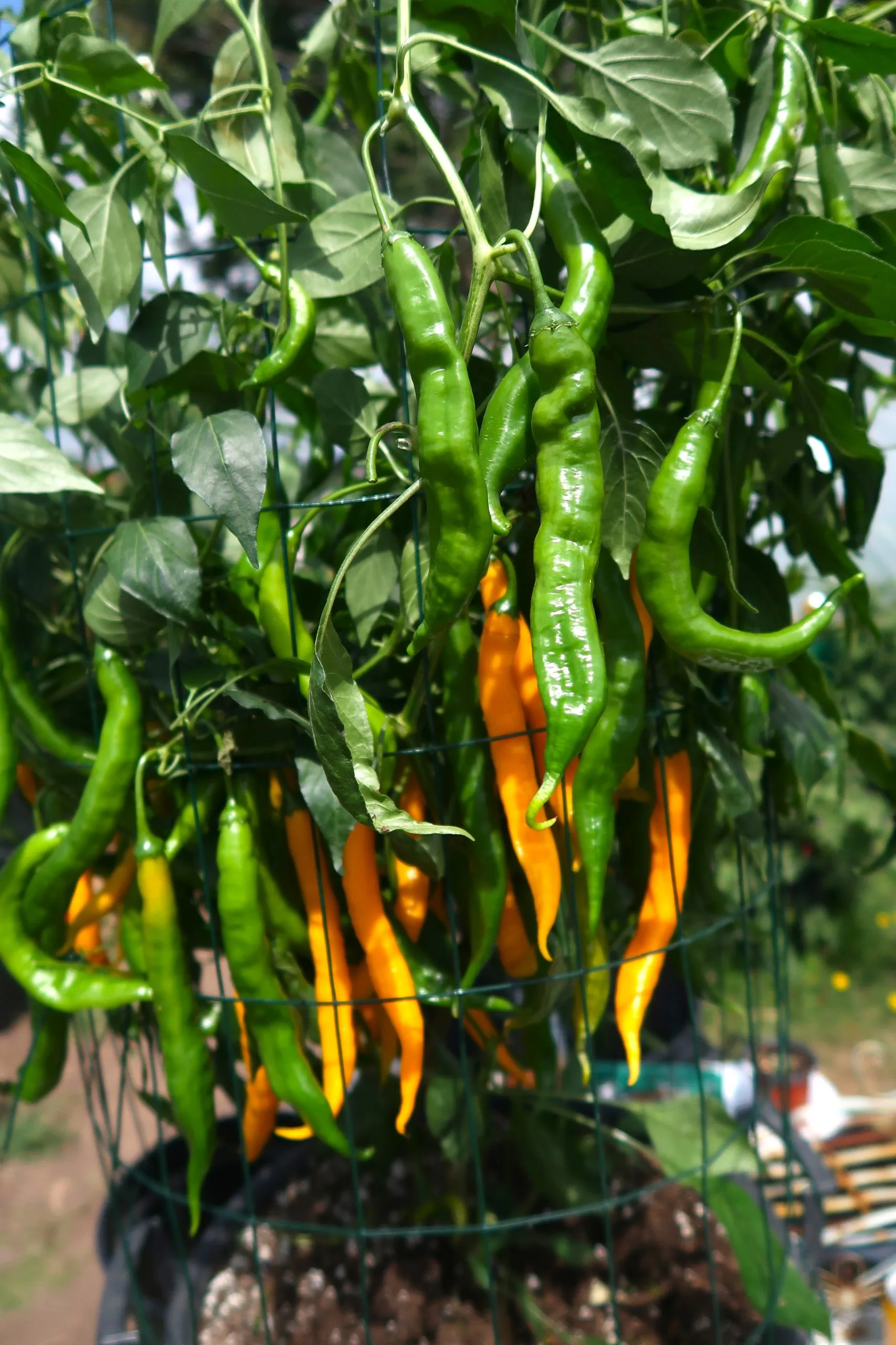 Aji Guyana Chilli Seeds - Image 7