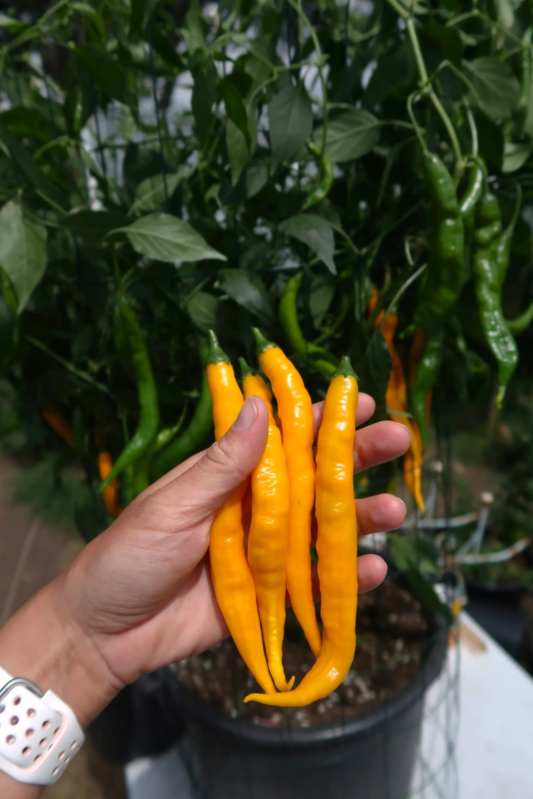 Aji Guyana Chilli Seeds - Image 5