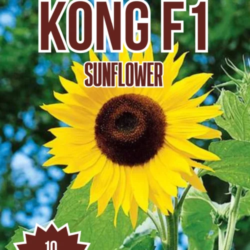 Kong F1 Sunflower Seeds