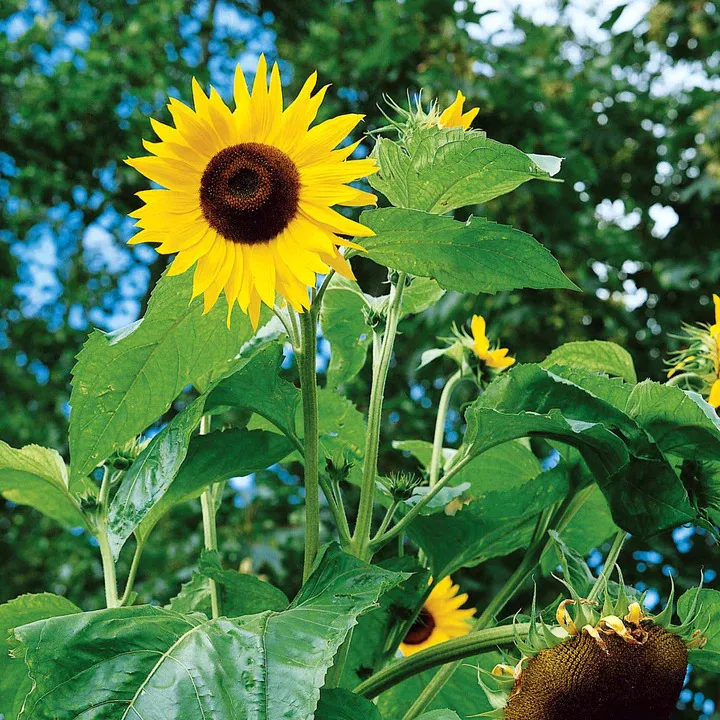 Giant Sunflowers of the World - Triple pack - Image 7