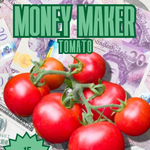 Money Maker Tomato Seeds