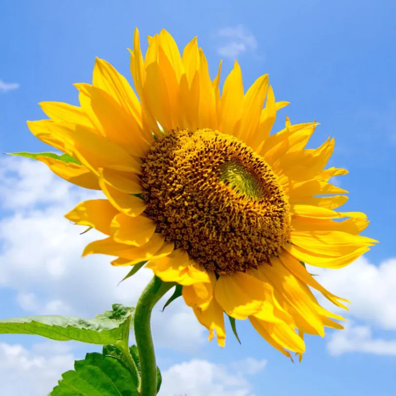 Giant Sunflowers of the World - Triple pack - Image 8