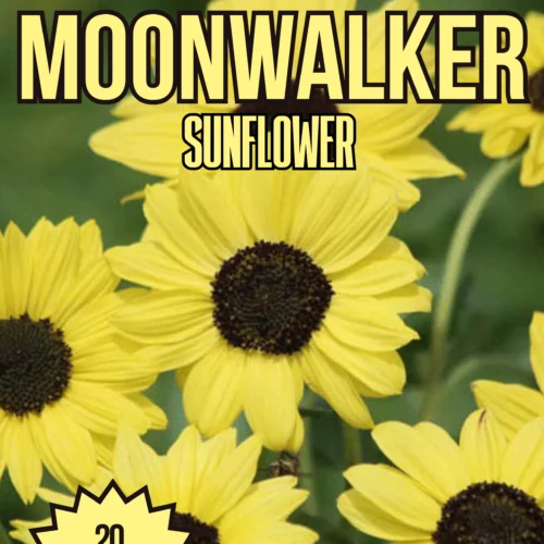 Moonwalker Sunflower Seeds