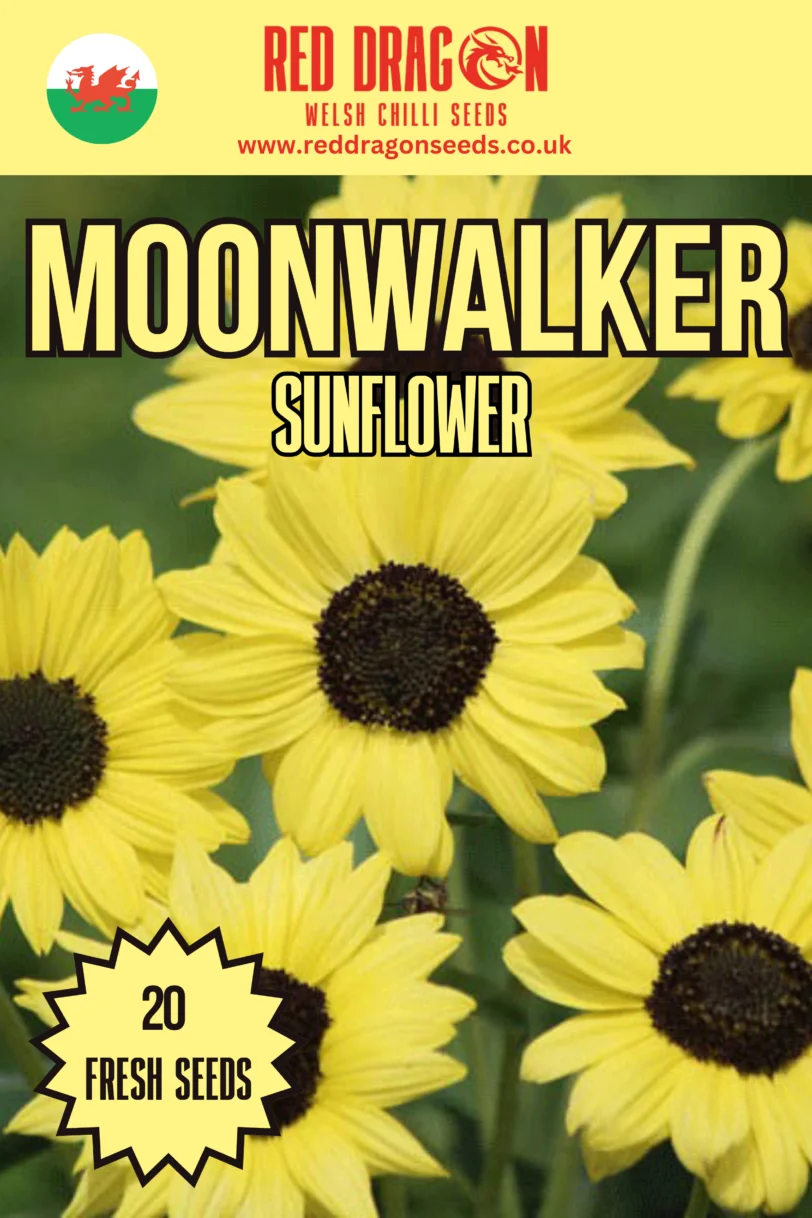 Moonwalker Sunflower Seeds